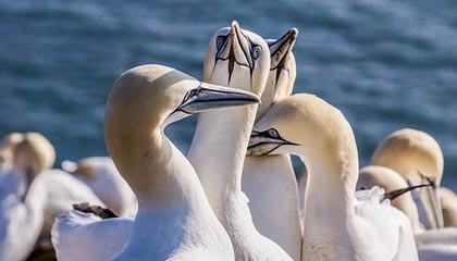 开云体育-苏媒：米兰达不再与苏宁续约 未来将返回巴西踢球