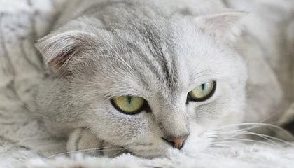 开云体育-马拉多纳身后遗产只值4000万美元？5子女该怎么分？