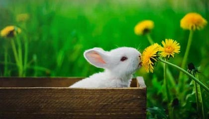 开云体育-2020中超数据射手篇：巴坎布继续快乐 韦少超高效